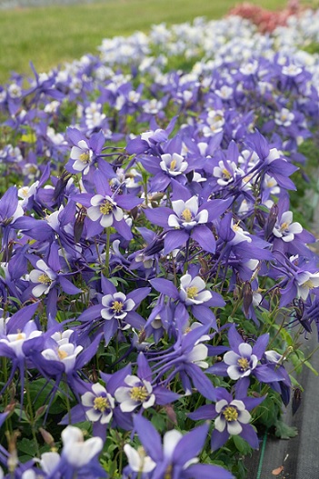 Aquilegia_kirgami_ancolie_deep_blue_white_3