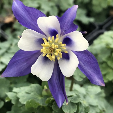 Aquilegia_kirgami_ancolie_deep_blue_white_4