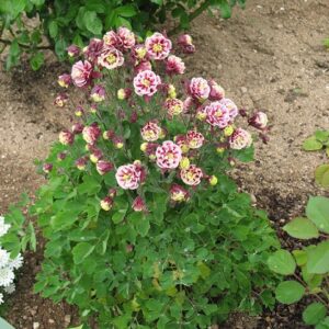 Aquilegia vulgaris Ancolie winky double red white