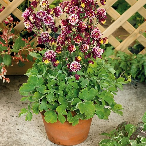 Aquilegia_vulgaris_ancolie_winky_double_red_white_2