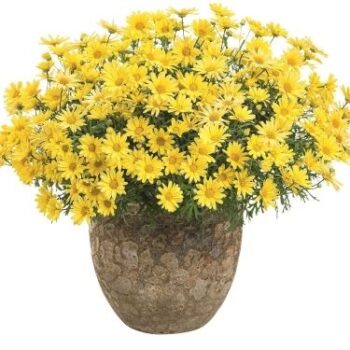 Argyranthemum_frutescens_Aramis_Classic_Yellow_1