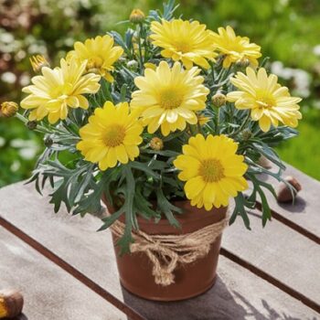 Argyranthemum_frutescens_Aramis_Classic_Yellow_2