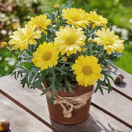 Argyranthemum_frutescens_Aramis_Classic_Yellow_2