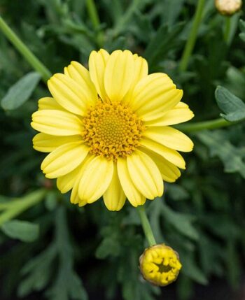Argyranthemum_frutescens_Aramis_Classic_Yellow_3