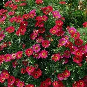 Argyranthemum frutescens red