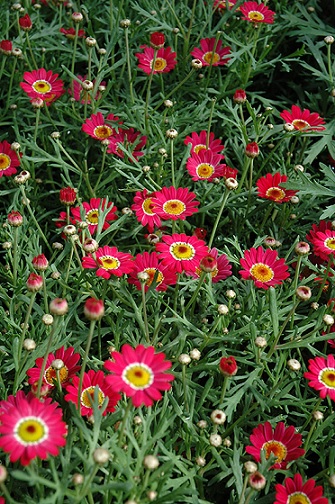 Argyranthemum_frutescens_red_1