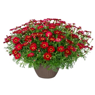 Argyranthemum_frutescens_red_2
