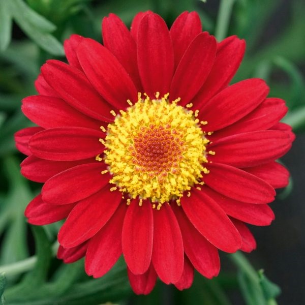 Argyranthemum_frutescens_red_3