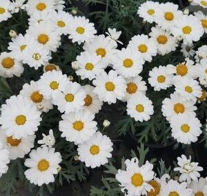 Argyranthemum frutescens white