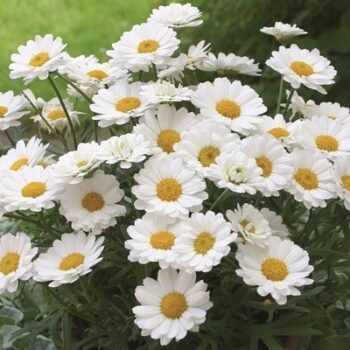 Argyranthemum_frutescens_white_1