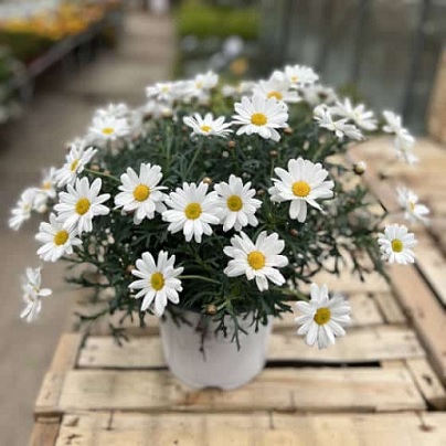Argyranthemum_frutescens_white_2