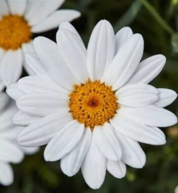 Argyranthemum_frutescens_white_3