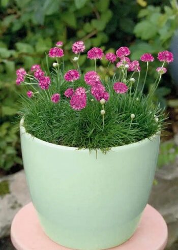 Armeria_maritima_morning-_Star_Rose_2
