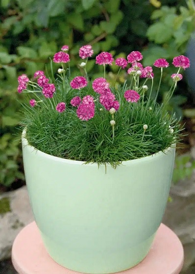 Armeria_maritima_morning-_Star_Rose_2