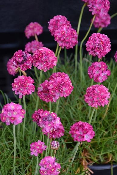 Armeria_maritima_morning-_Star_Rose_3