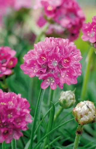 Armeria_maritima_morning-_Star_Rose_4