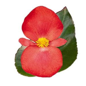 Begonia benariensis red with green leaf