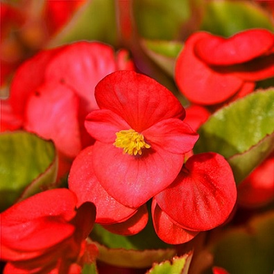 Begonia_benariensis_red_with_green_leaf_1