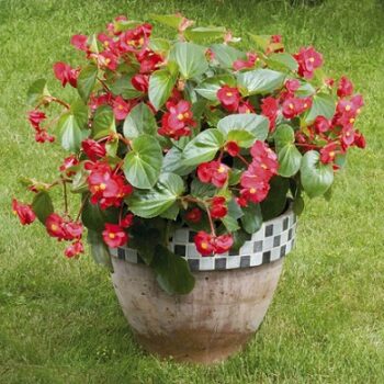 Begonia_benariensis_red_with_green_leaf_2