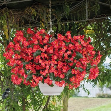 Begonia_benariensis_red_with_green_leaf_3