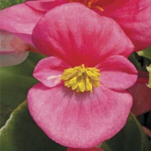 Begonia benariensis rose with green leaf
