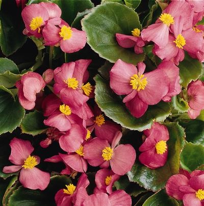 Begonia_benariensis_rose_with_green_leaf_1
