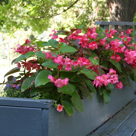 Begonia_benariensis_rose_with_green_leaf_2
