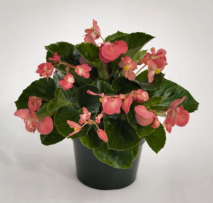 Begonia_benariensis_rose_with_green_leaf_3