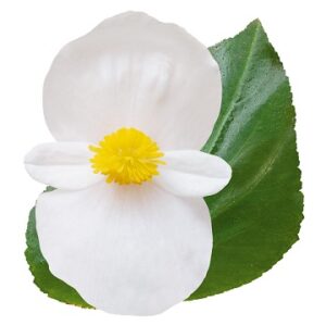 Begonia benariensis white with green leaf