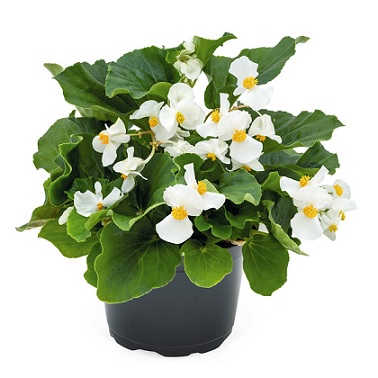 Begonia_benarienssis_white_with_green_leaf_1