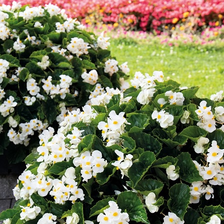 Begonia_benarienssis_white_with_green_leaf_2