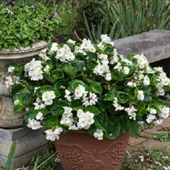 Begonia_benarienssis_white_with_green_leaf_3