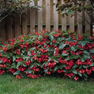 Begonia x hybrida - Dragon Wing® F1 Red
