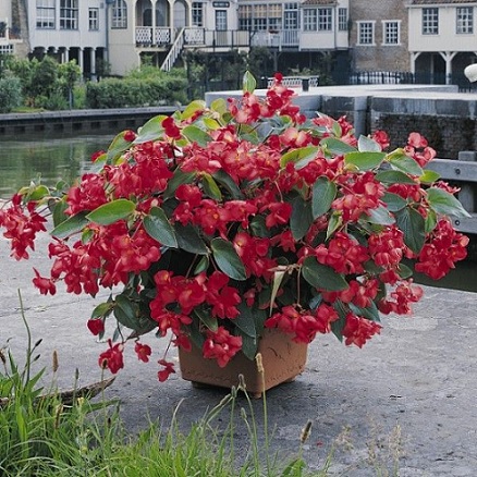 Begonia_hybrida_Dragon_Wing_F1_Red_1