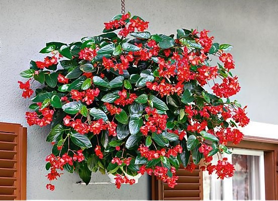 Begonia_hybrida_Dragon_Wing_F1_Red_2