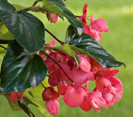 Begonia_hybrida_Dragon_Wing_F1_Red_3