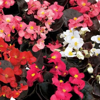 Begonia_marsala_F1_mix_1