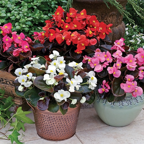 Begonia_marsala_F1_mix_2