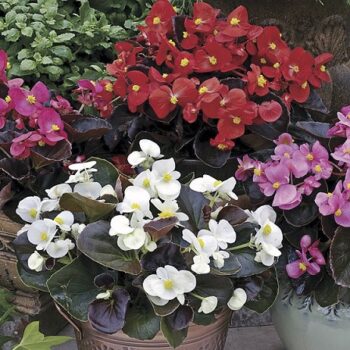Begonia_marsala_F1_mix_3