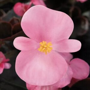 Begonia marsala F1 pink