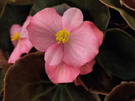 Begonia_marsala_F1_pink_1