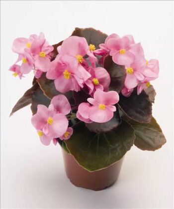 Begonia_marsala_F1_pink_2
