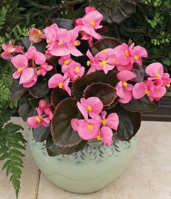 Begonia_marsala_F1_pink_3
