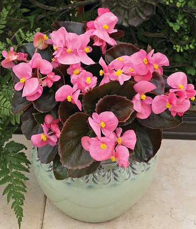 Begonia_marsala_F1_pink_3