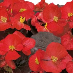 Begonia marsala F1 scarlet
