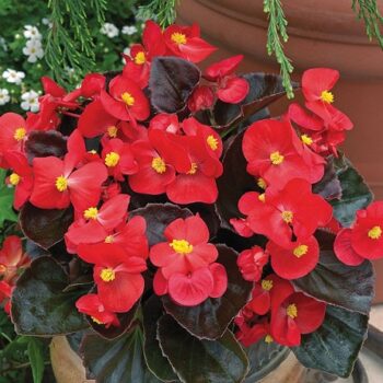 Begonia_marsala_F1_scarlet_1