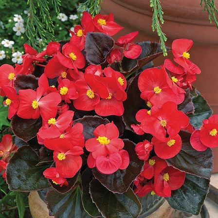 Begonia_marsala_F1_scarlet_1