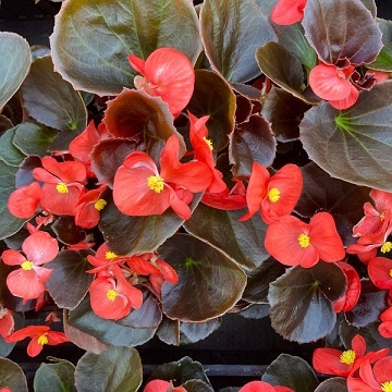 Begonia_marsala_F1_scarlet_2