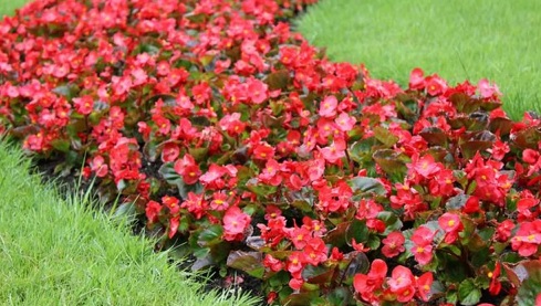 Begonia_marsala_F1_scarlet_3