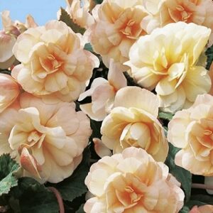 Begonia rosana champagner